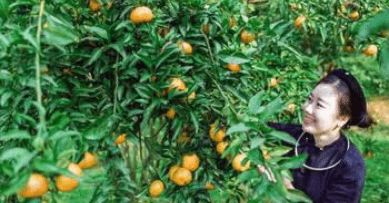 ベトナムランソン省バックソン県のみかんについて｜東城敬貴 keiki tojo
