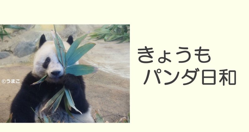 きょうもパンダ日和｜朝日新聞出版さんぽ｜note