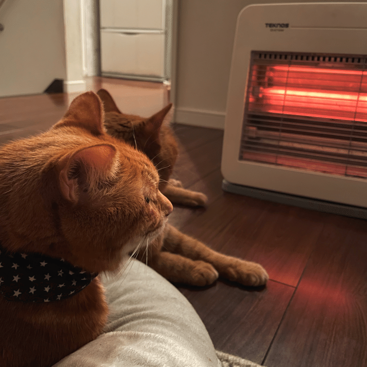 先週よりは寒くないけど"ある"といいかも、とストーブをつけてみたらこうなりました。猫もそんなに寒そうにしていなかったのに、あればあるでよかったようです。