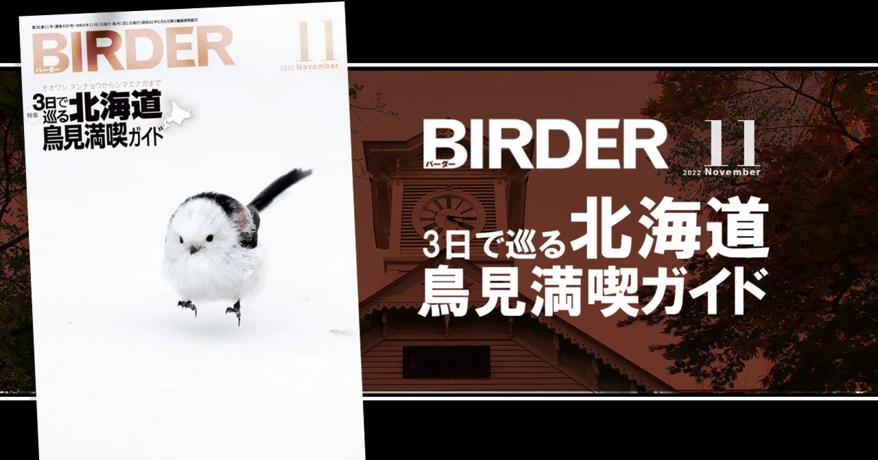 BIRDER11月号の見どころ｜ブンイチ（文一総合出版）
