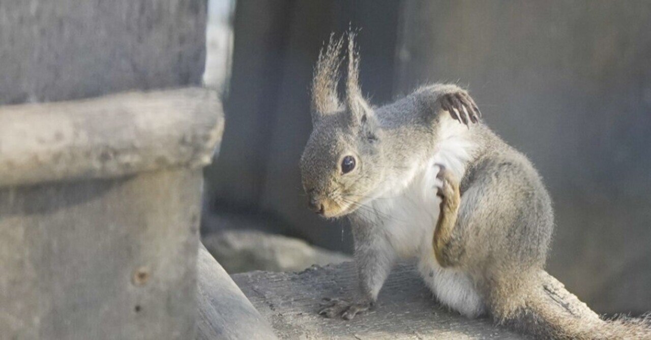ニホンリスはドングリを食べない。まじか？じゃあ何を食べてるんだ