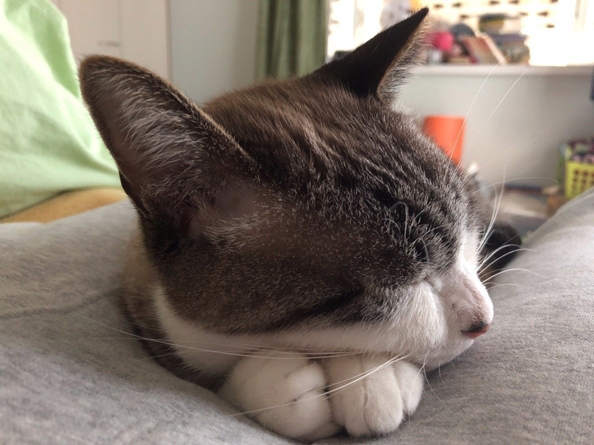 知ってほしい、「りんご猫」たちのこと｜安田菜津紀(フォトジャーナリスト)
