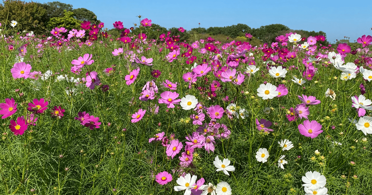 今日の俳句 秋桜を見にいって 松浦 照葉 てりは Note