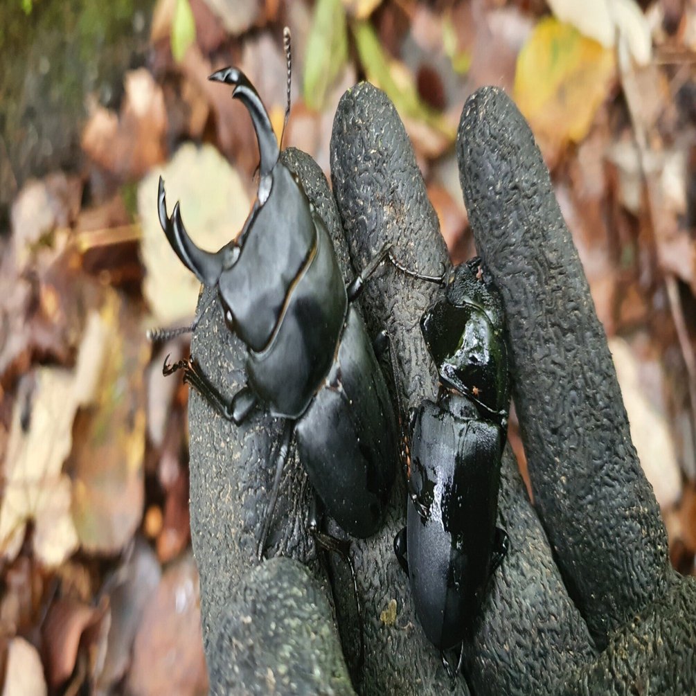 栃木県 ヒメオオクワガタ採集記｜キヨタミ