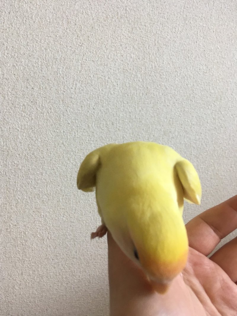 コザクラインコ 今日もわたしの指でいく こにこに Note コザクラインコ 今日もわたしの指でいく こにこに Note