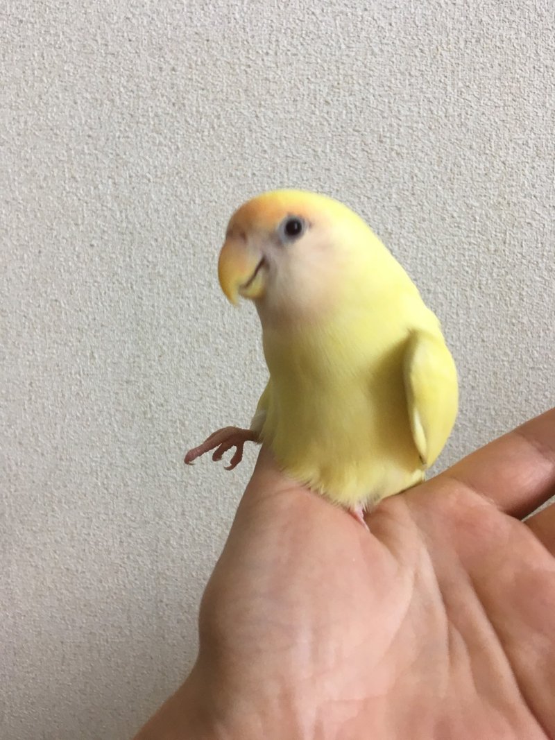 コザクラインコ 今日もわたしの指でいく こにこに Note コザクラインコ 今日もわたしの指でいく こにこに Note