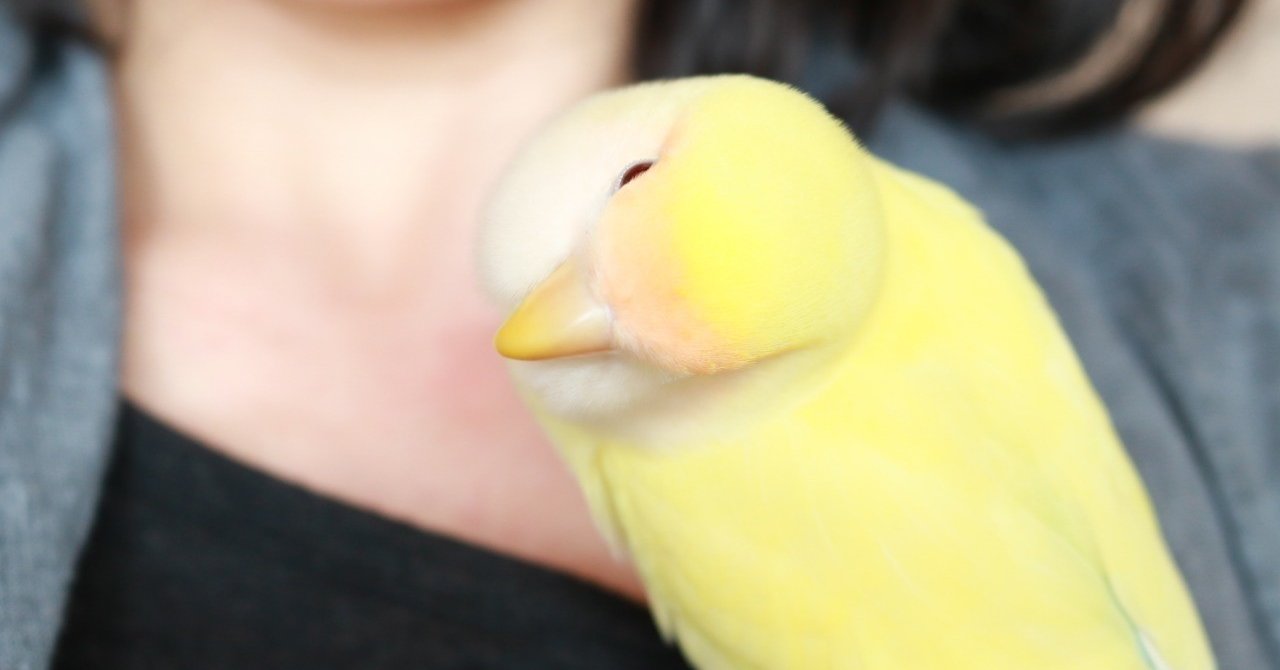 インコの眠りの深さについて こにこに Note