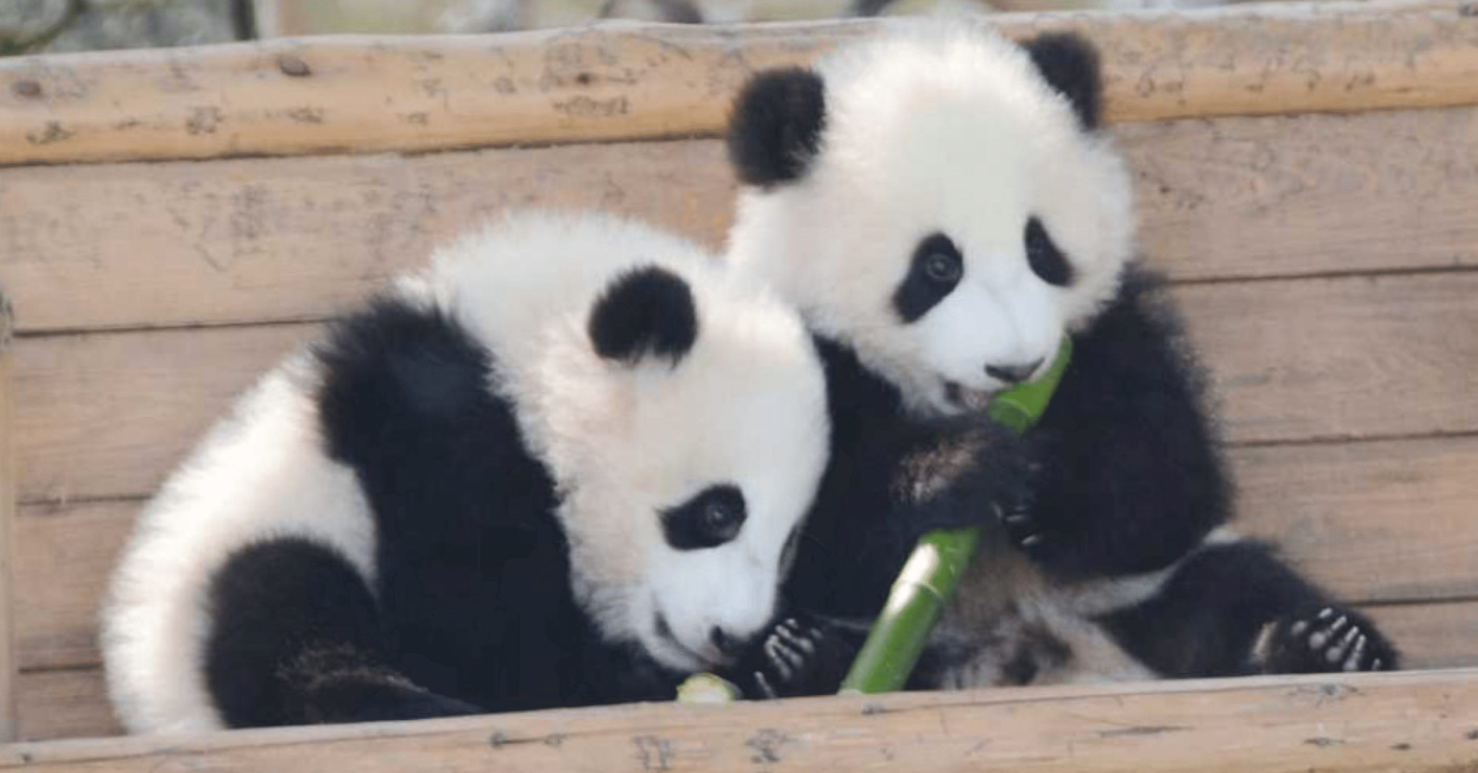 パンダを入れ替える クセスゴエッセイ Note