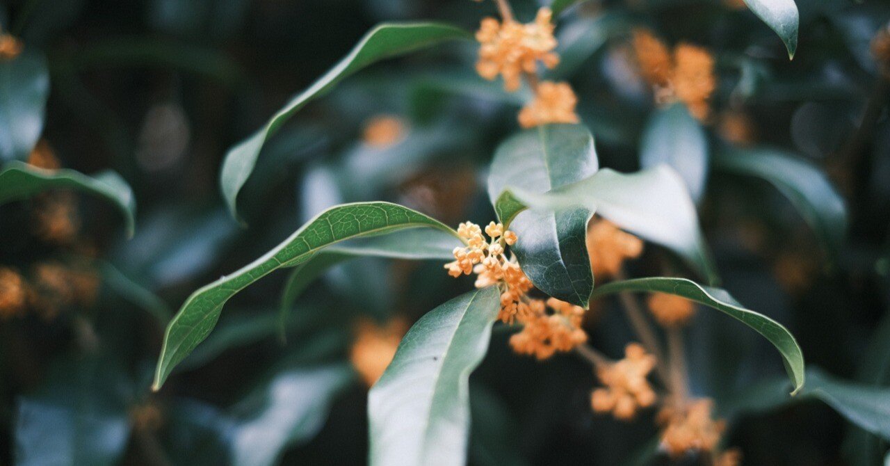 金木犀は実がつかない。（注：日本のは）｜ハタモト