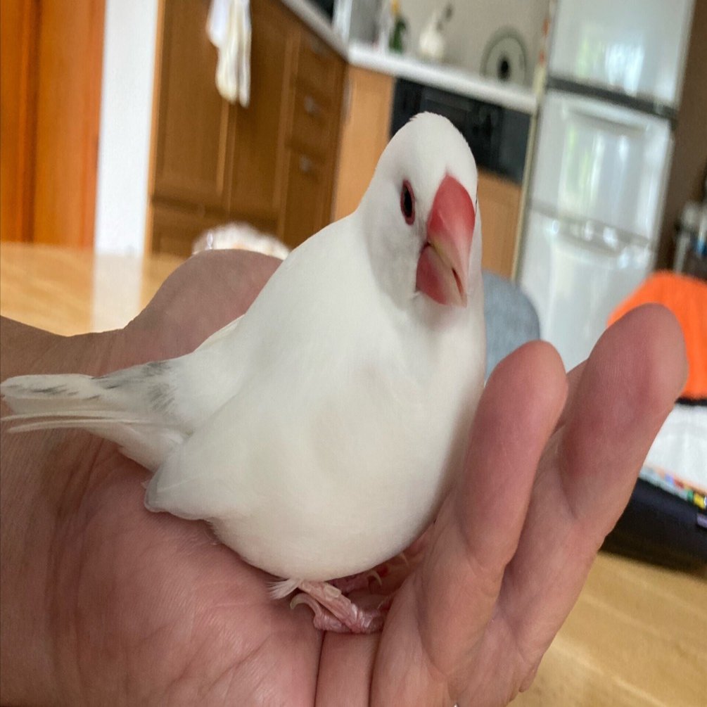 白文鳥の家族 白文鳥(雌1歳)」大阪府 - 鳥の里親募集(497839) :: ペットのおうち