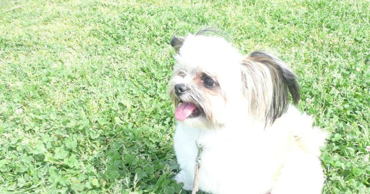 私は犬が好きだ Hunachi Note
