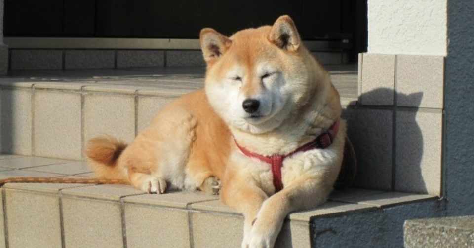 ねぇ 白いモフモフの君 前世は人間だったでしょ いくたゆか まったり暮らし Note
