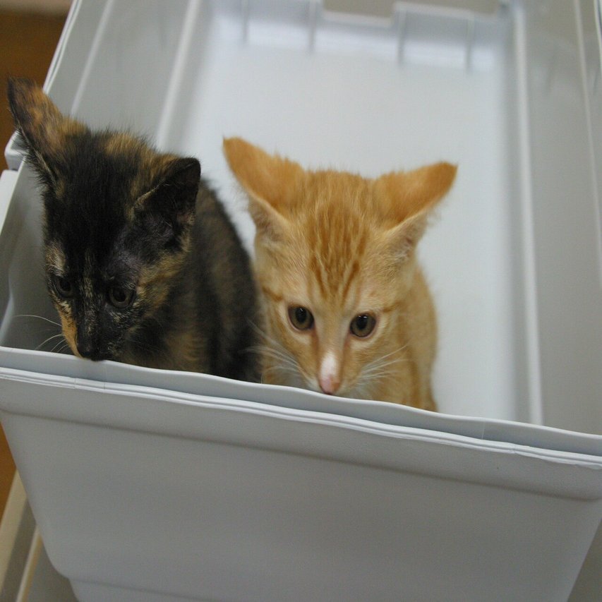 パコとマコのいた数カ月 白鳥和也 自転車文学研究室 Note