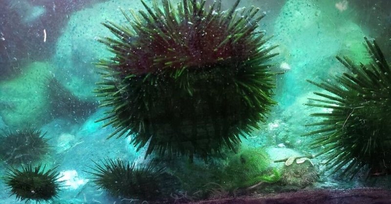 キャベツウニ の新着タグ記事一覧 Note つくる つながる とどける