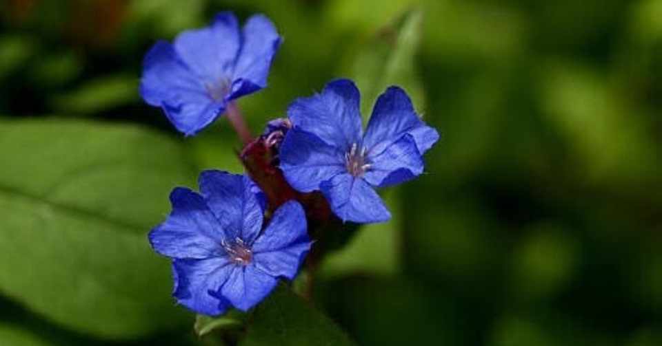 自分の中の月を象徴する花 山下 千草 Note