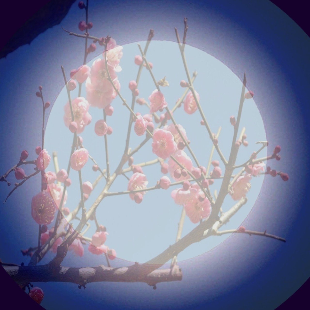 満月と梅の花のコピー