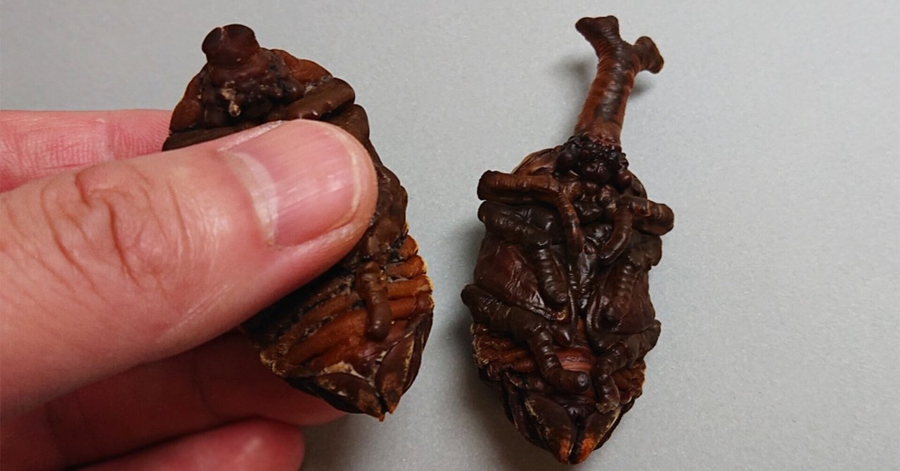 テンガイハタ　特殊グリセリン標本 グリセリン置換標本に関するツィート｜豊田ホタルの里