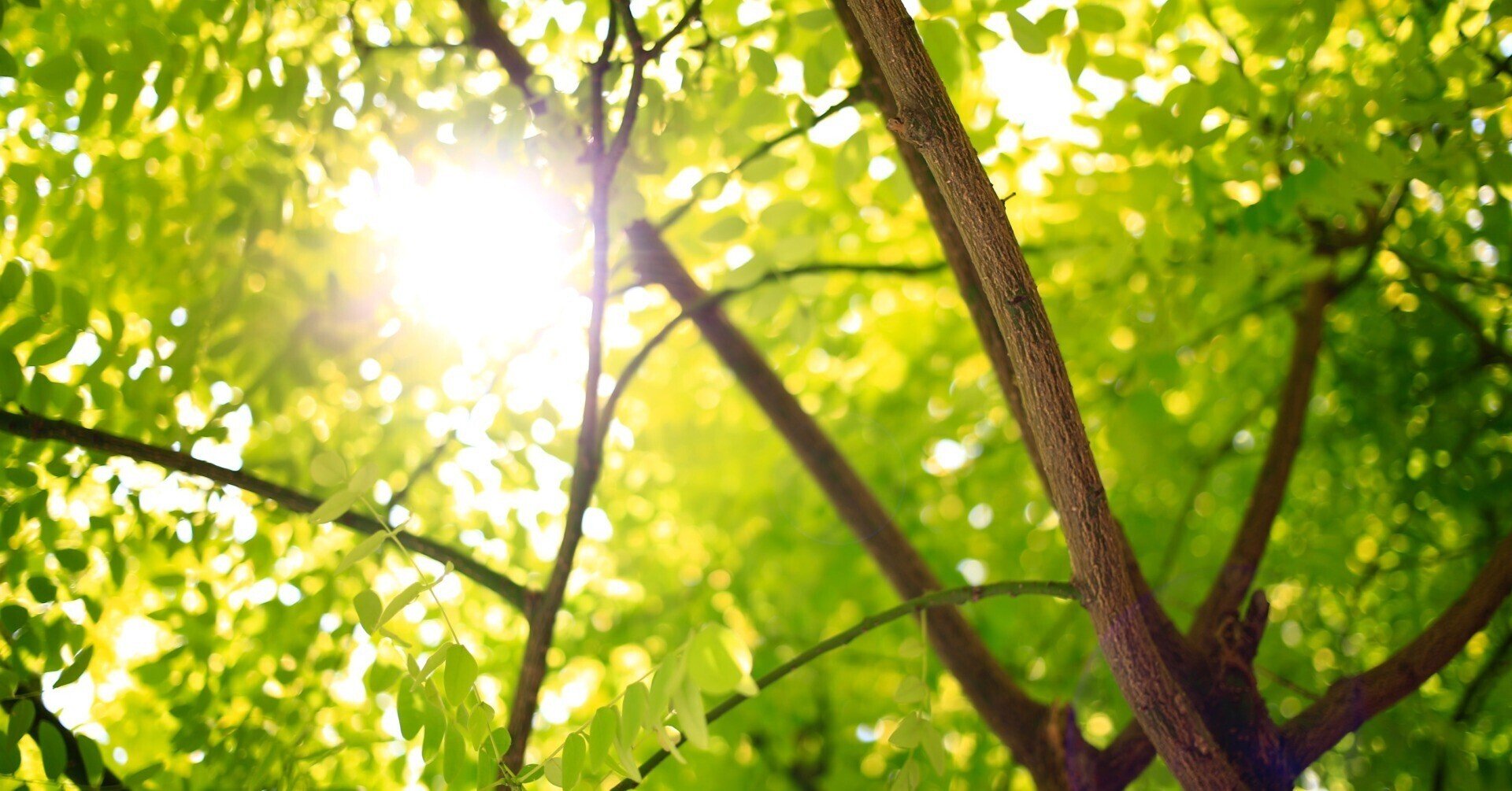 【新展示ブース】SDGsの森🌳OPEN!イオンモール大垣×(株)艶金