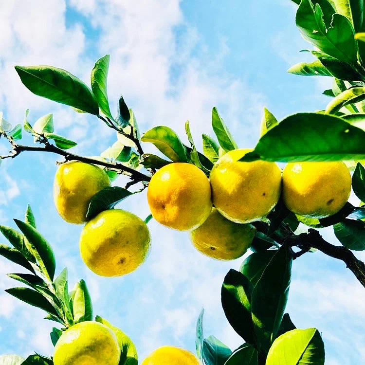 🍊不意打ちみかんパパ、スタート！🍊｜🍊みかんのみっちゃん🍊