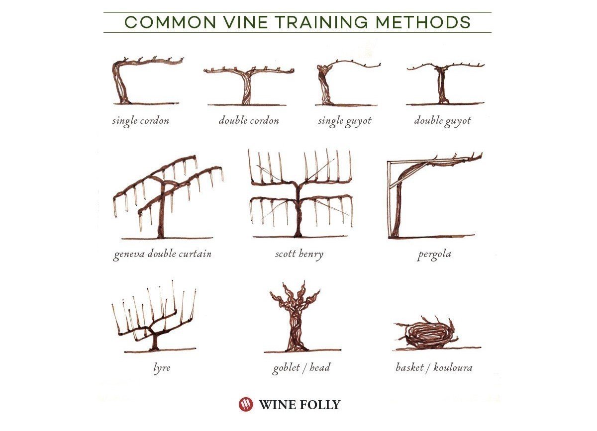 ブドウの仕立て方と剪定 奥村 嘉之 Winehacker Note ブドウの仕立て方と剪定 奥村 嘉之 Winehacker Note
