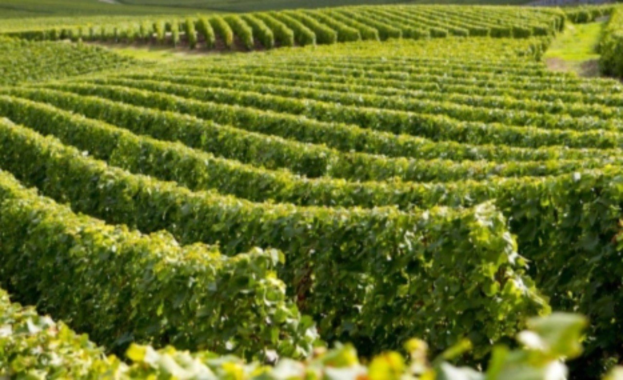 ブドウの仕立て方と剪定 奥村 嘉之 Winehacker Note