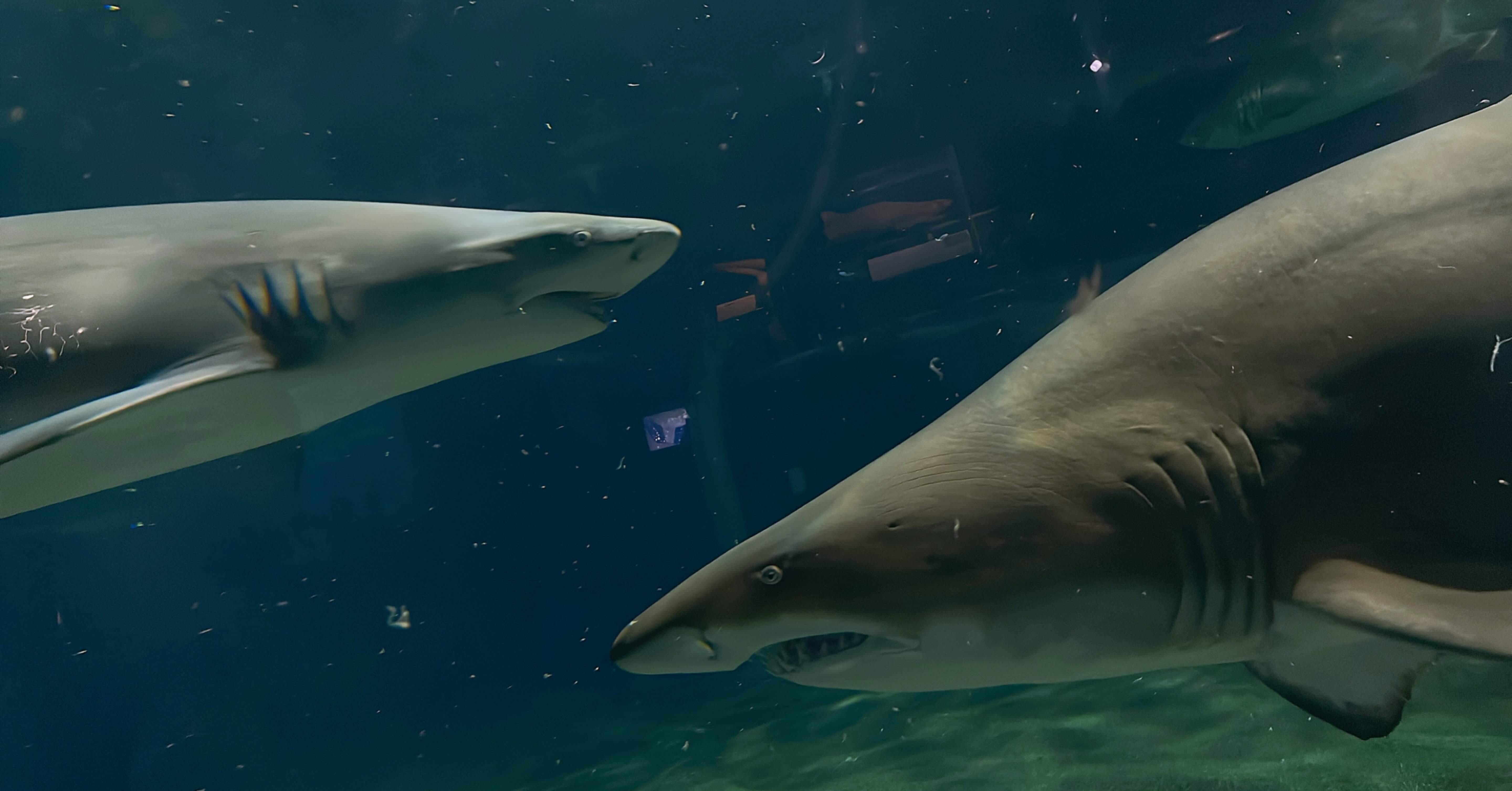 🦈10.アクアワールド茨城県大洗水族館（茨城県）【後編】｜れもんざめ