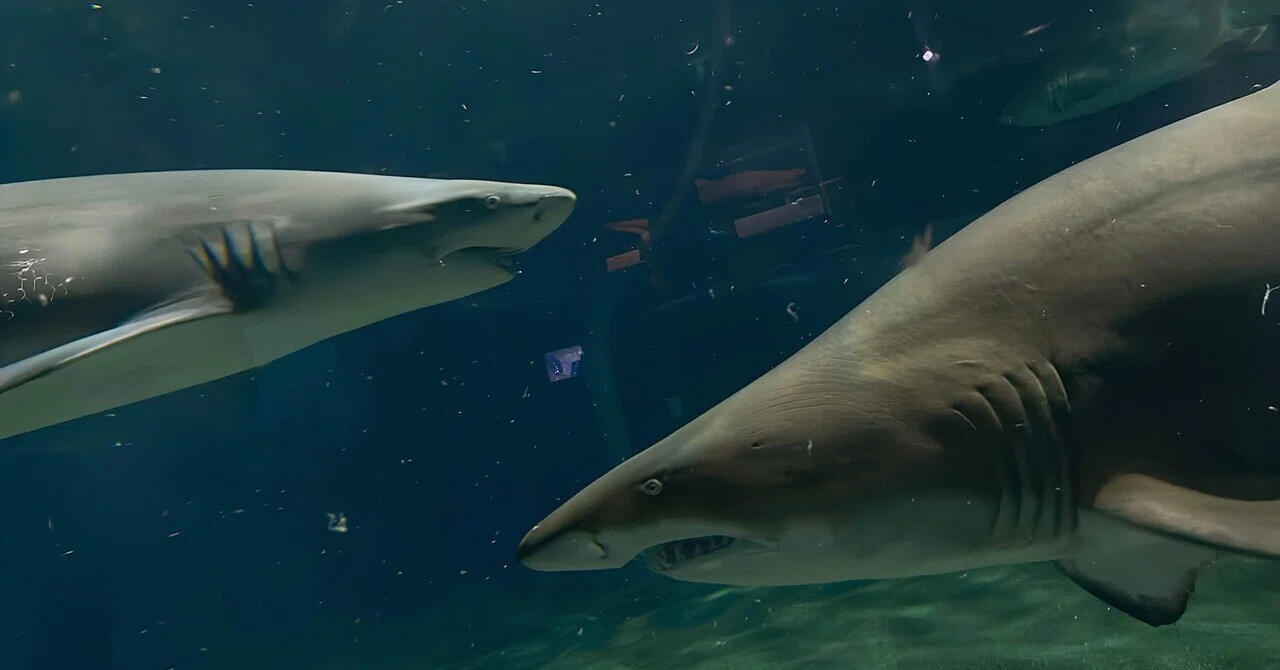 🦈10.アクアワールド茨城県大洗水族館（茨城県）【後編】｜れもんざめ