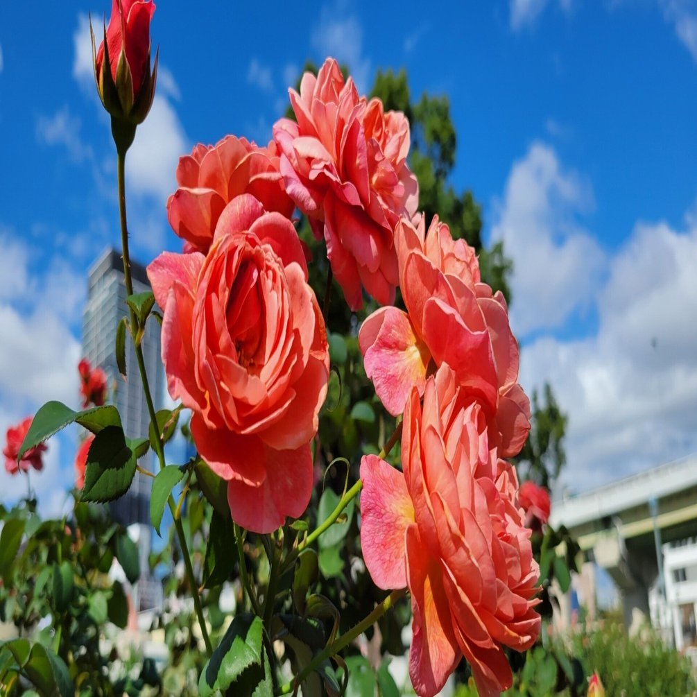 薔薇 中之島バラ園・秋のシーズン｜藤井靜子