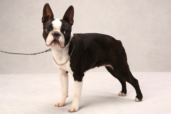 犬のこと いわたけいこ らっぱと作編曲家 Note 犬のこと いわたけいこ らっぱと作編曲家 Note