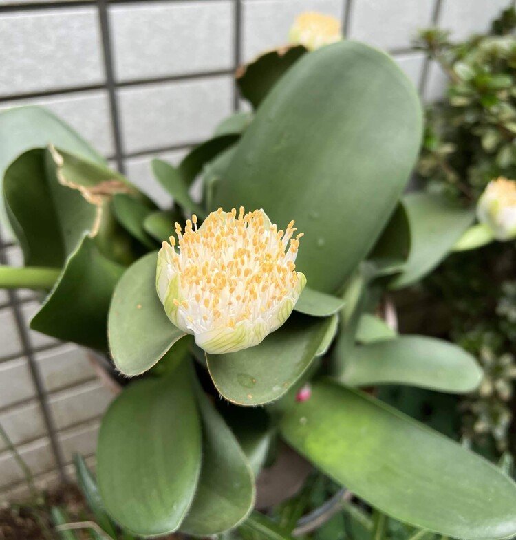 駅に行く道に沿った他家の花壇のマユハケオモト。毎年咲いているはずなのに、長く気が付かなかった。
