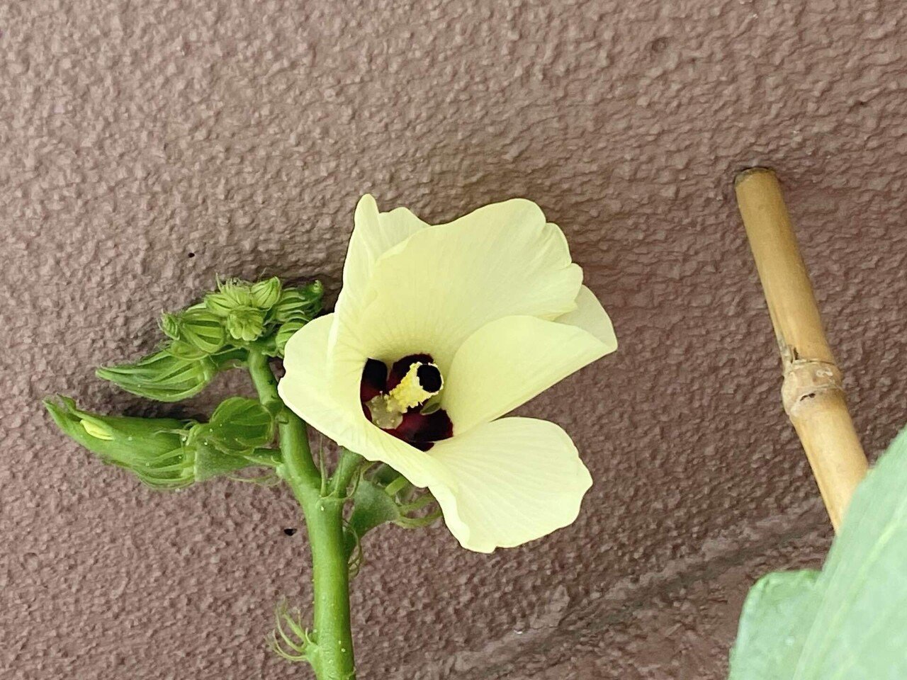 今朝のベランダのオクラの花 之哲 Yuki Satoru Note