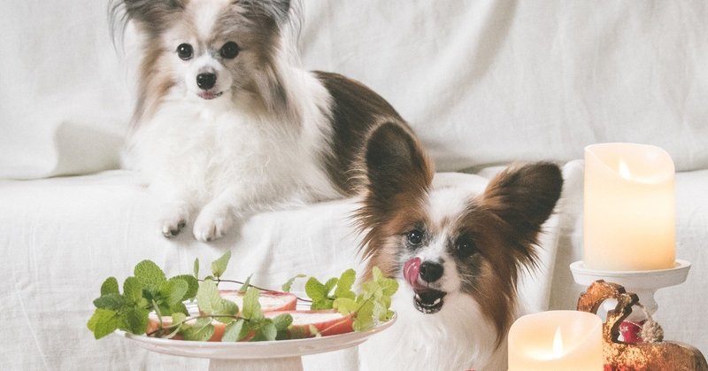 オーブン不要の犬用ケーキ りんごのカスタードロールケーキ 手作り犬おやつレシピ いちかわあやこ 犬ごはん先生 Note