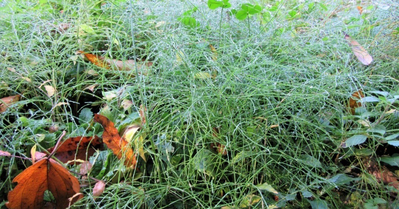 カナダ 20ドル 2012年 カエデの葉 & 2021年 花と蜂 カナダ 20ドル 2012年 カエデの葉 & 2021年 花と蜂