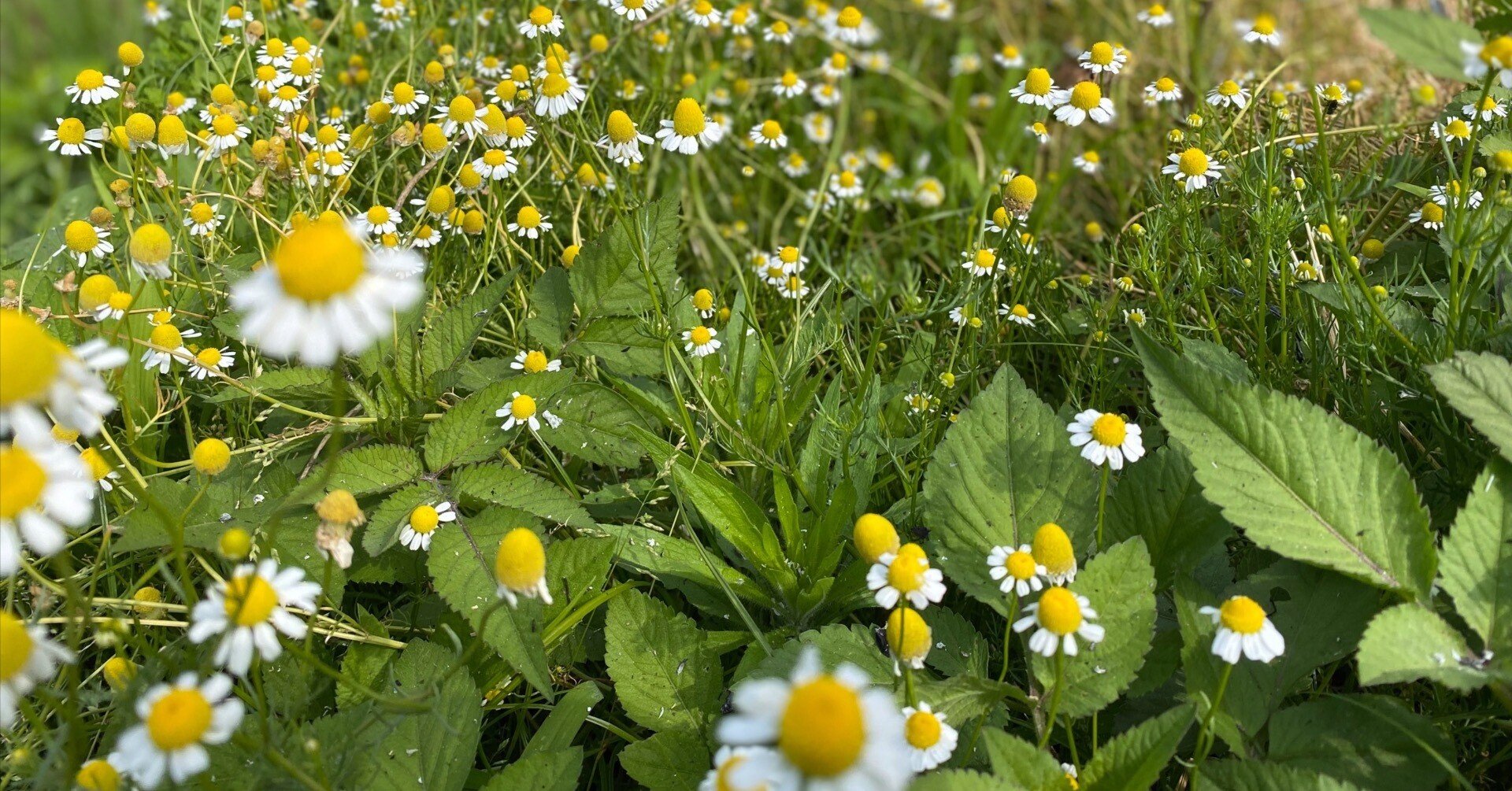 納得できる割引 花咲く和紙」の開発 その4 カモミール編｜シードペーパー「花 ハーブ