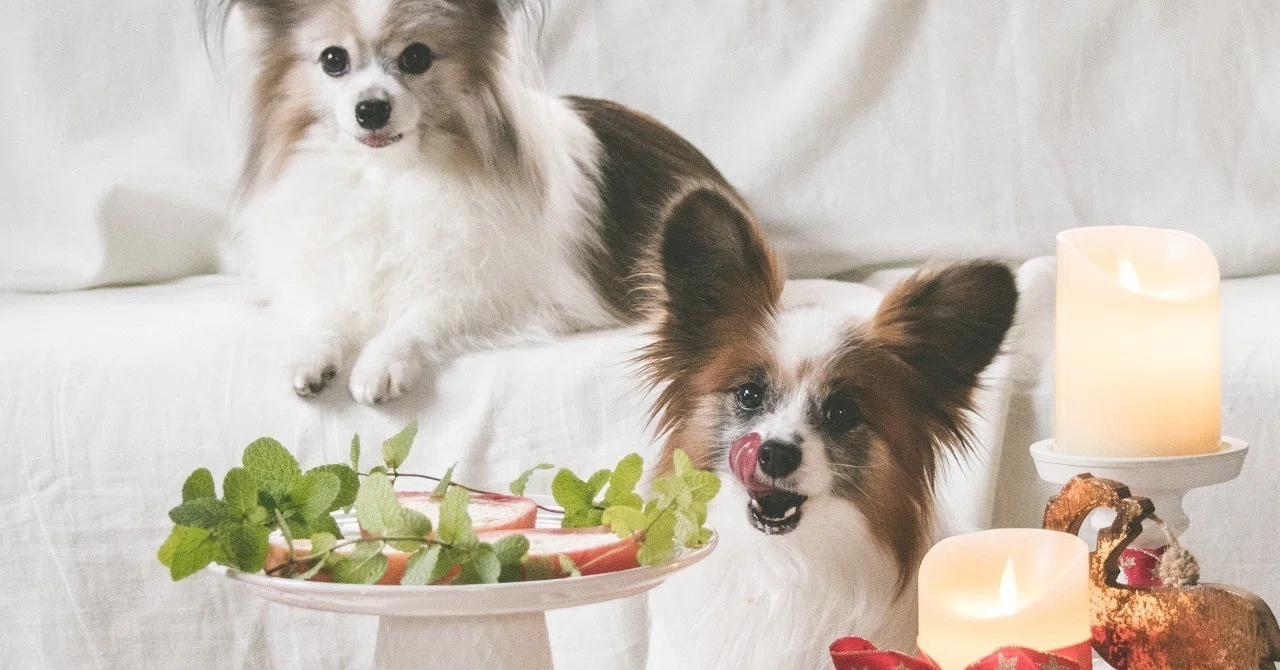 オーブン不要の犬用ケーキ りんごのカスタードロールケーキ 手作り犬おやつレシピ 単品購入 いちかわあやこ 犬ごはん先生 Note