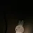 Kotsukko