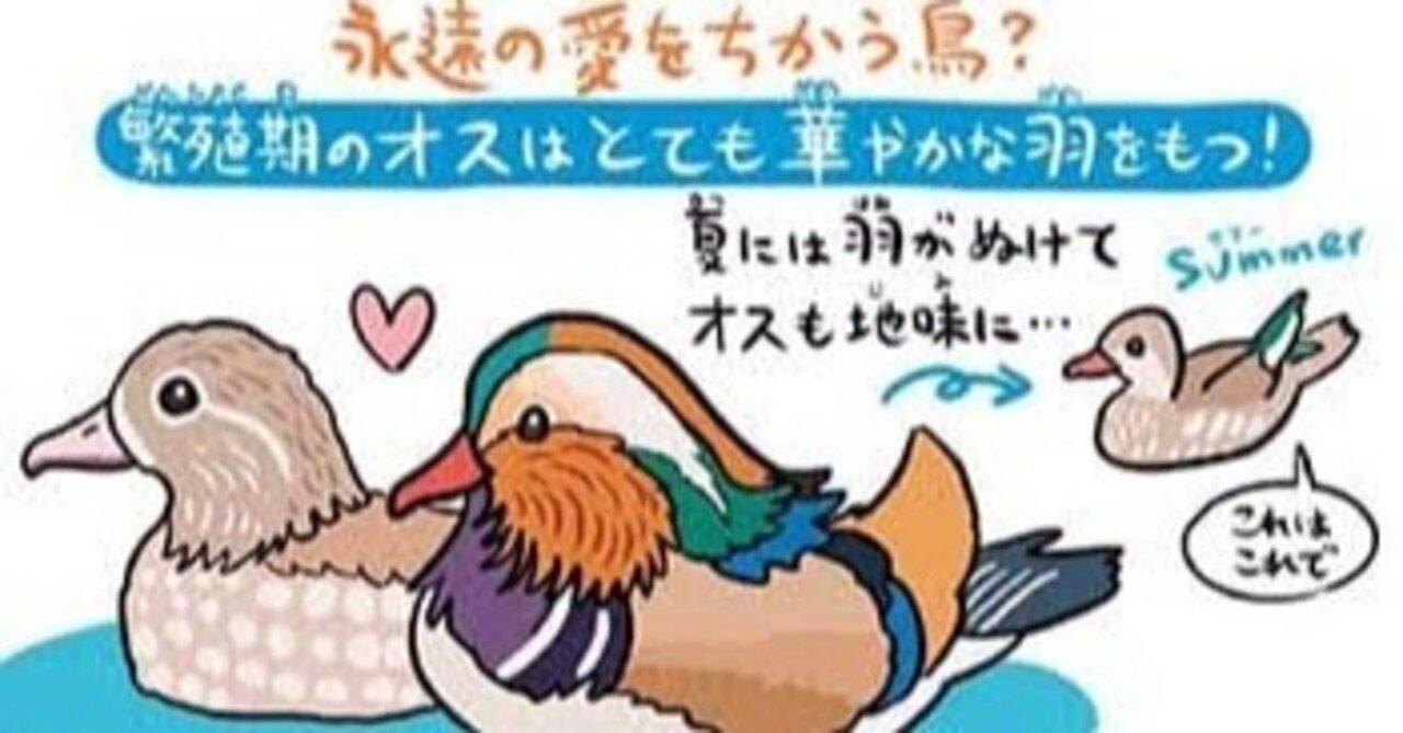 第2253回 どこかの夫婦みたいな鳥 ⑴｜翆野 大地