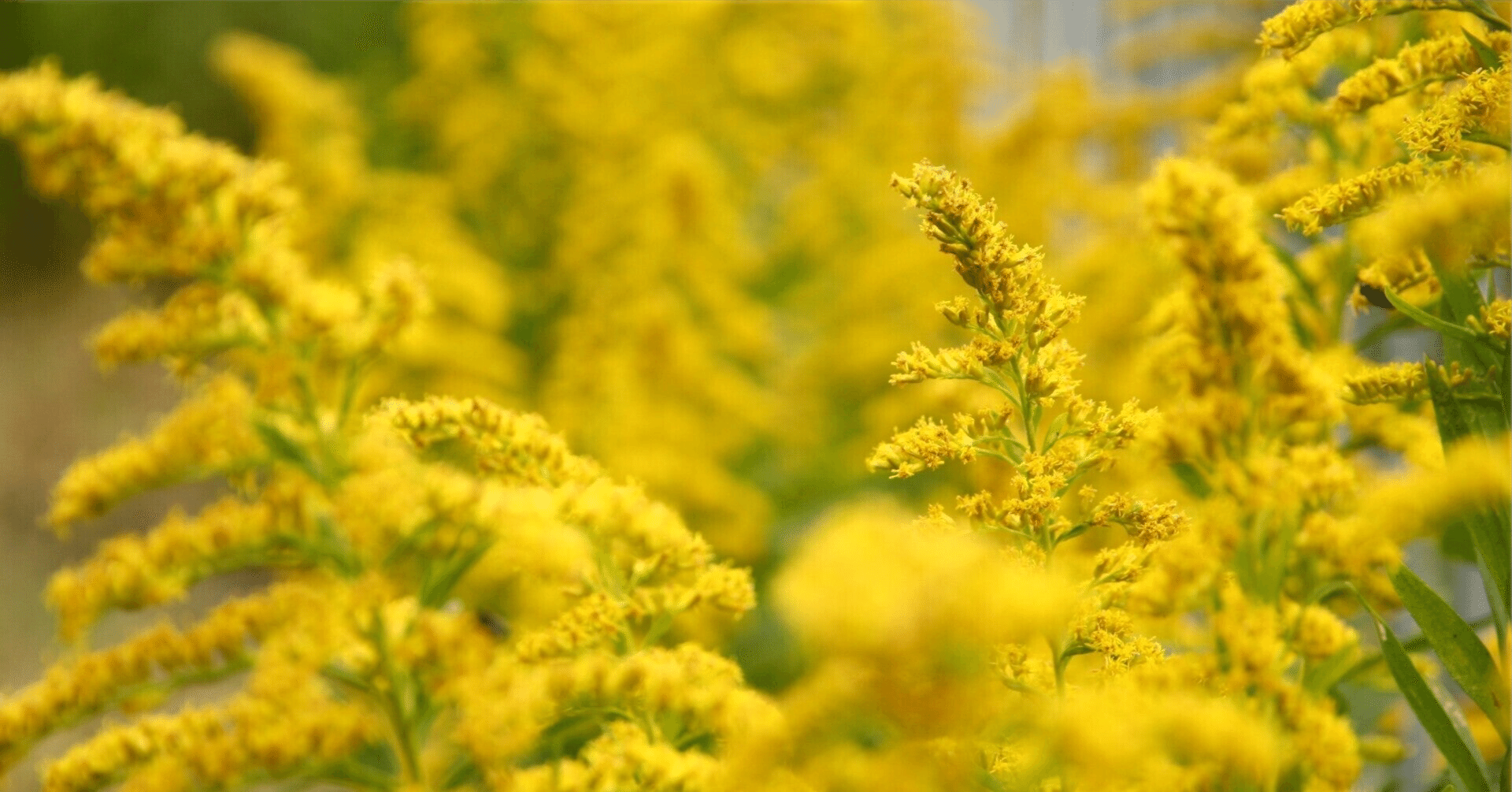 秋の野の花ー「セイタカアワダチソウ」と植物の見えない力｜haco