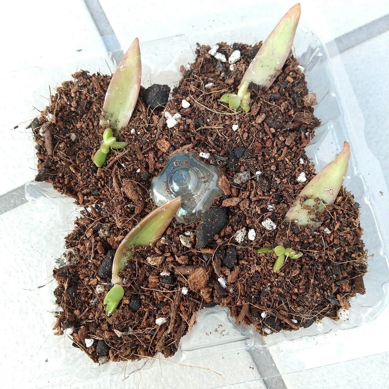 銘月の葉挿しを植える その2｜エト
