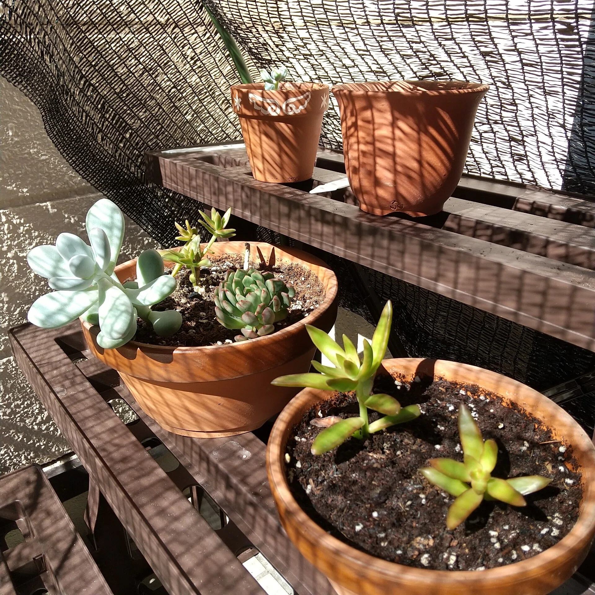 銘月の葉挿しを植える その2｜エト