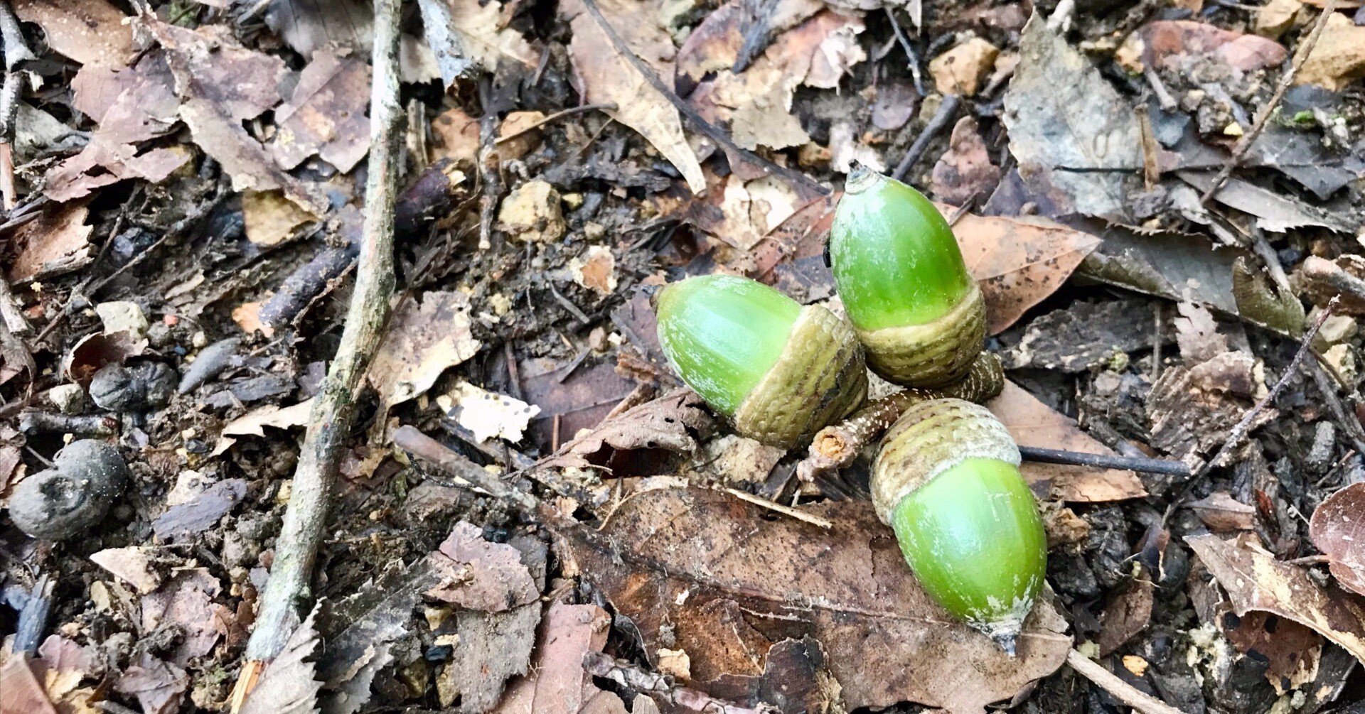 どんぐり見つけてふと想うこと｜かぼちゃかべ