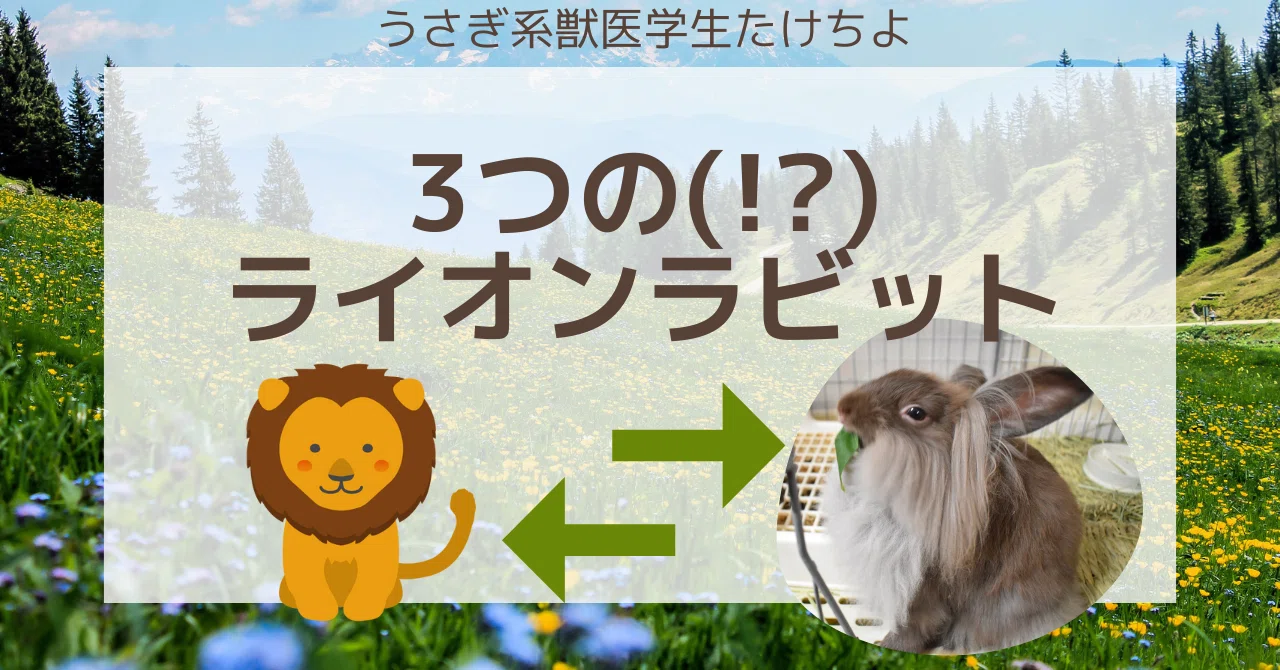 学長ライオン うさぎ うま うさぎ】ミニライオンドロップの成長速度がハンパないですww - YouTube
