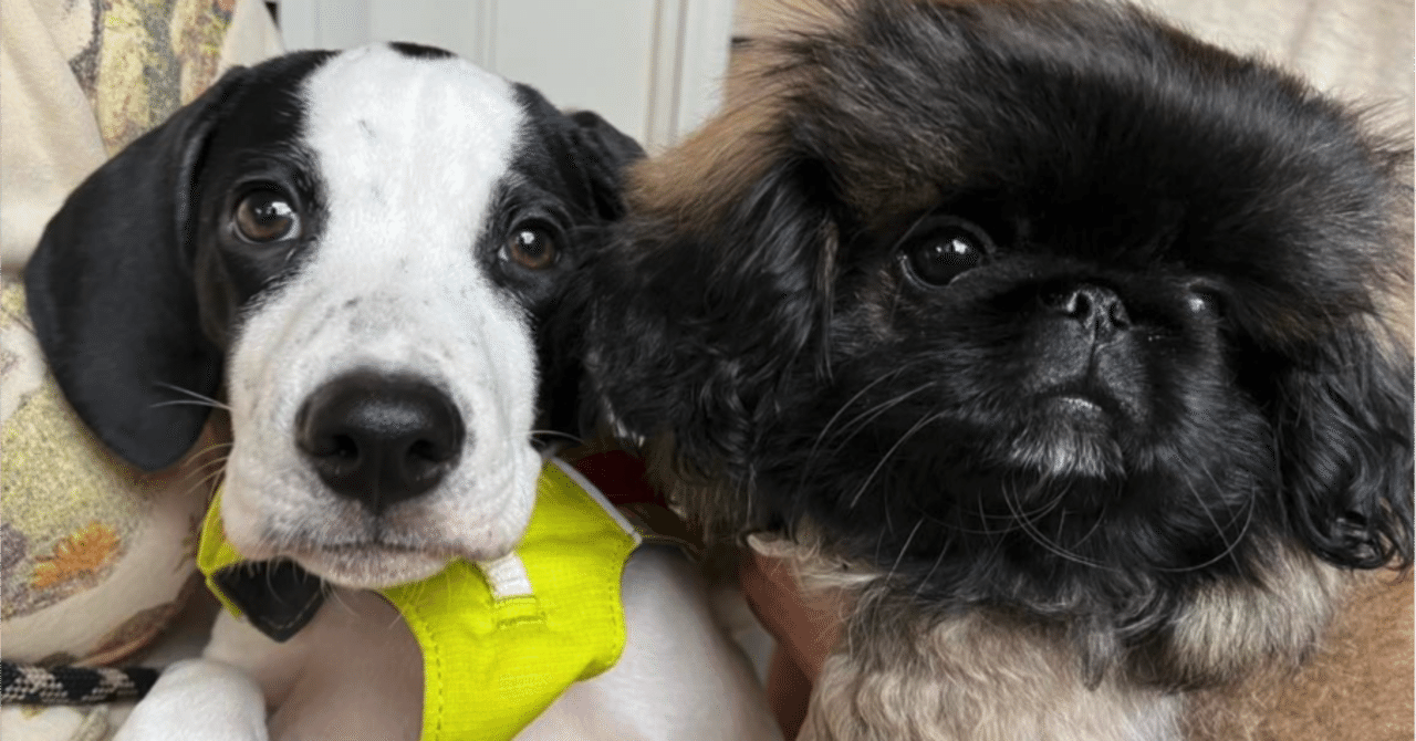 子犬が2頭仲間入り 犬2 猫1の新時代だ いい部屋ペット いい部屋ネット 公式 Note 子犬が2頭仲間入り 犬2 猫1の新時代だ いい部屋ペット いい部屋ネット 公式 Note