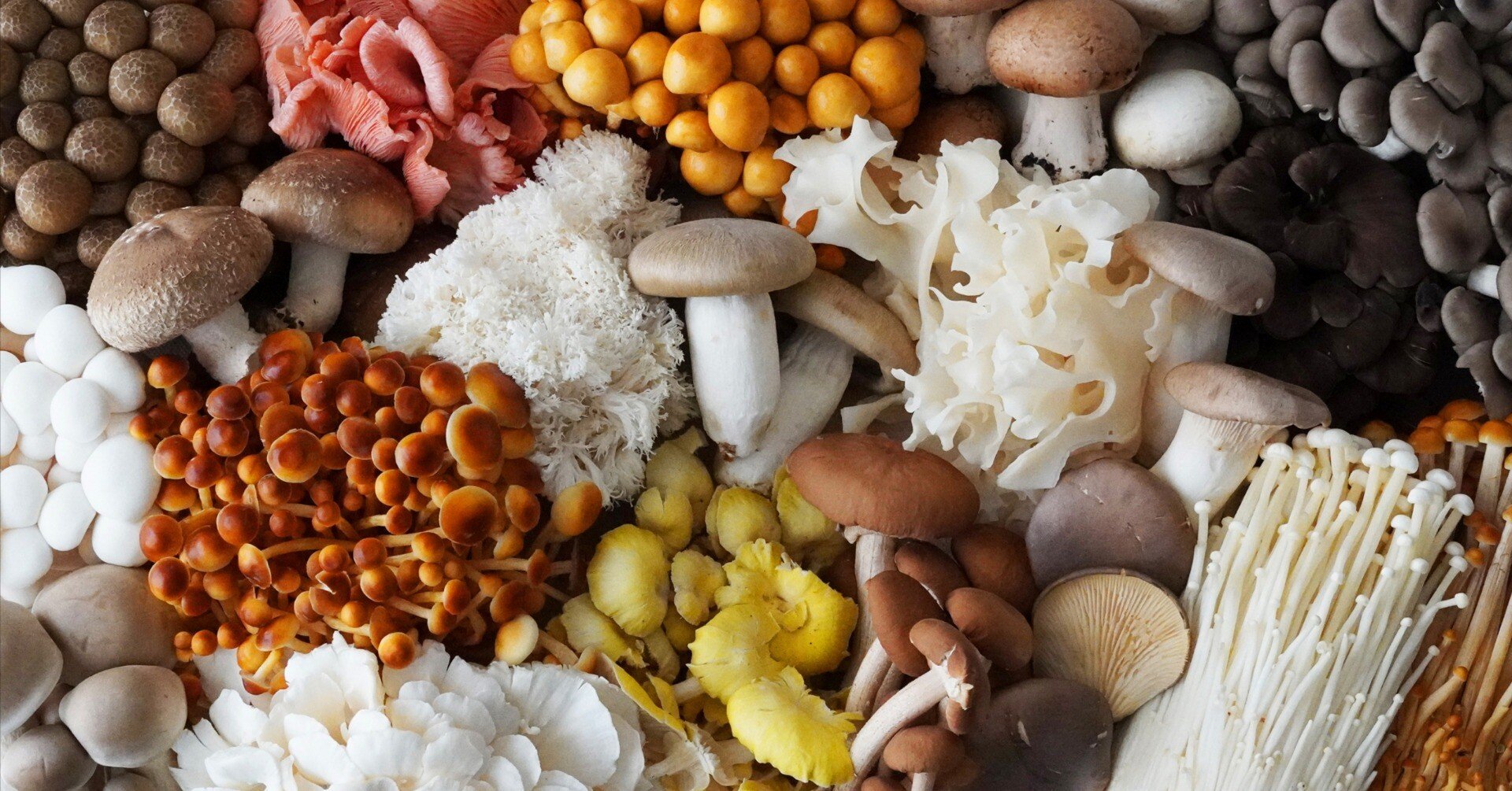 秋なので…キノコについて聞いてみた！｜JA全農 広報部【公式】