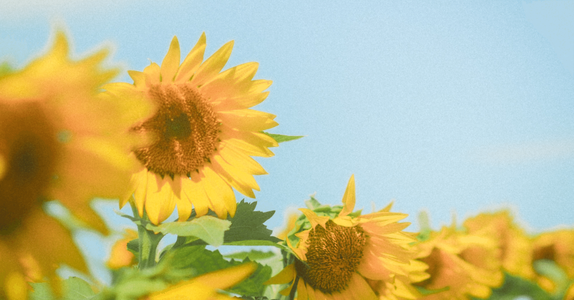 Greeeen 花唄 無名 Note