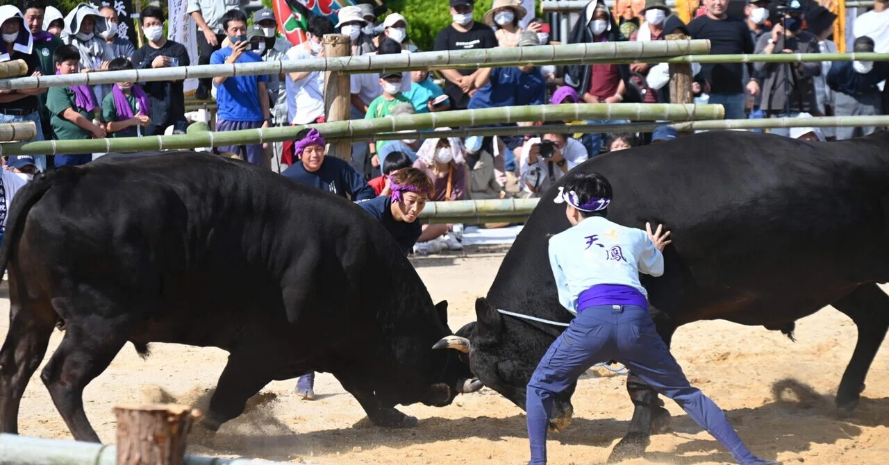 A Heated Battle, Right Here! - The First Bull-Sumo Tournament in 23 ...