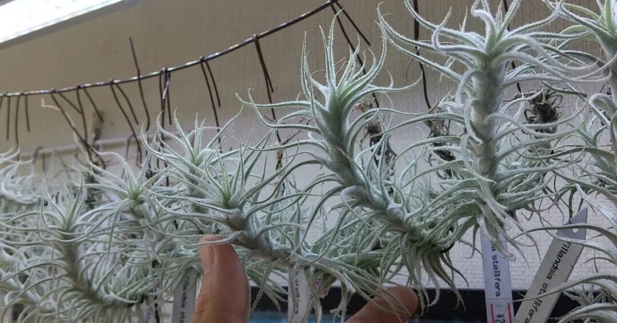 希少種スブリフェラ Tillandsia subulifera(チランジア) Tillandsia