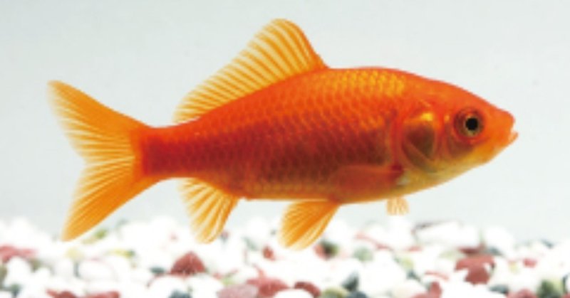 金魚もスパイスを食べる Areuspicy Note 金魚もスパイスを食べる Areuspicy Note