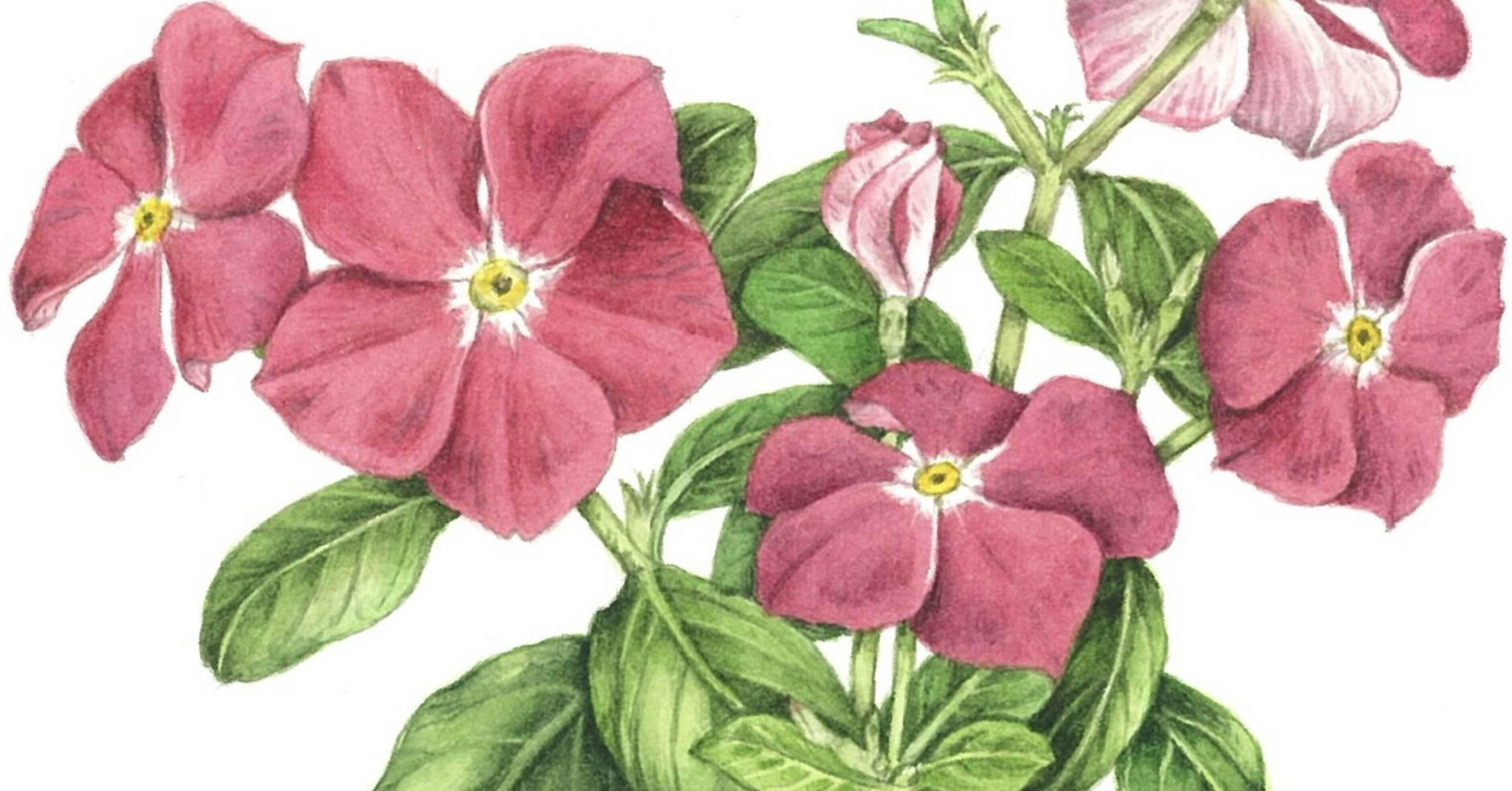 ニチニチソウ／キョウチクトウ科｜etsukoyone