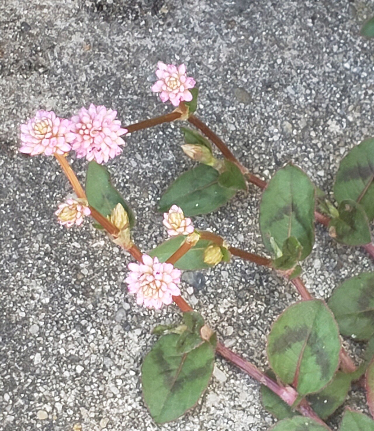 いつも 道ばたに咲いている花を しゃがみこんで よく見ると とっても 愛らしいです おは戦on 花言葉 ヒメツルソバの花言葉 愛らしい 気が利く トリコ 花言葉研究家 Note